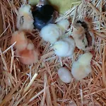 Bio Il Cavone Séjour à la ferme