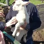 Séjour à la ferme Bio Il Cavone Sovana