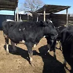 Bio Il Cavone Séjour à la ferme