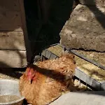 Séjour à la ferme Bio Il Cavone Sovana