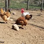 Séjour à la ferme Bio Il Cavone Sovana