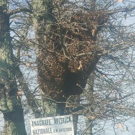 Bio Il Cavone *