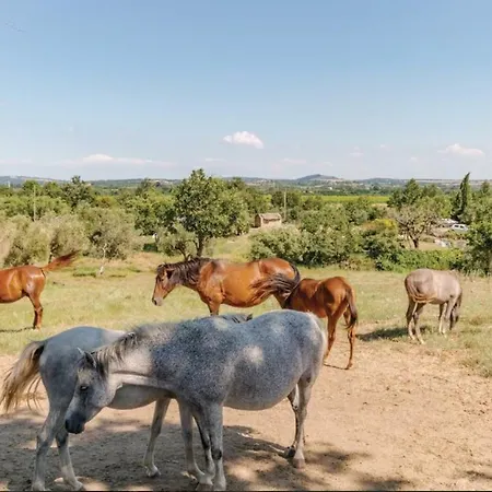 Bio Il Cavone Farm stay