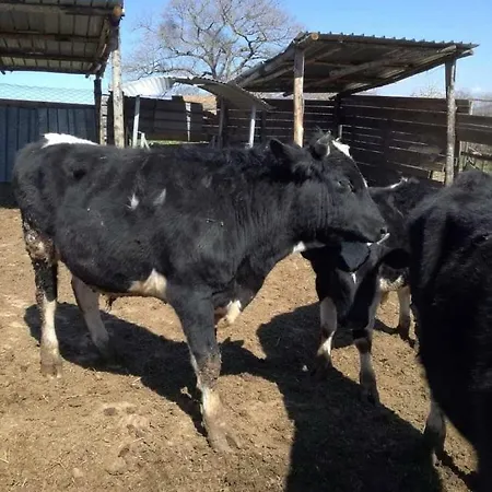 Bio Il Cavone Farm stay