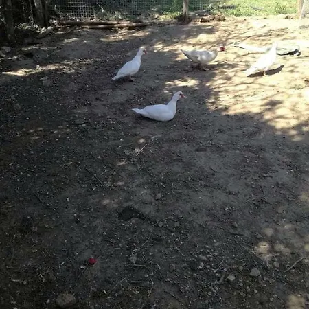 Bio Il Cavone בית חווה