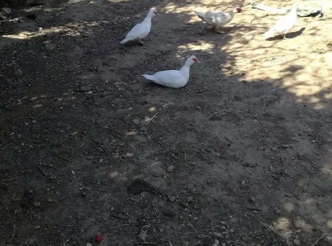 Bio Il Cavone Feriegård